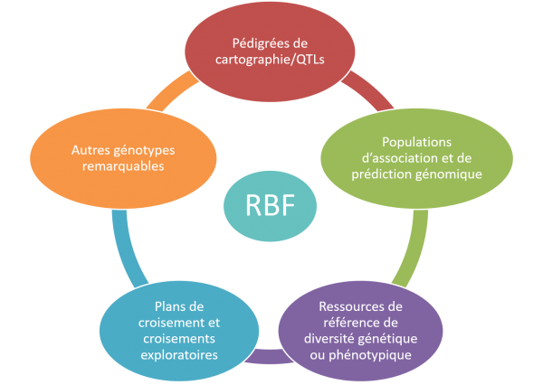 5 catégories RBF
